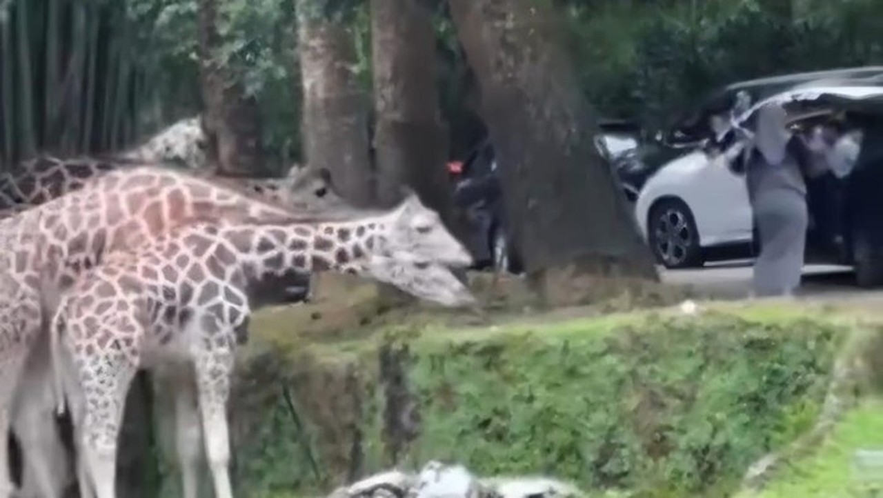 Pengunjung Nekat Keluar Mobil di Area Satwa Taman Safari Bogor, Tuai Kecaman Warganet