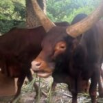 Sapi Watusi Hasil Barter Kapibara Jadi Primadona Baru di Taman Margasatwa Ragunan