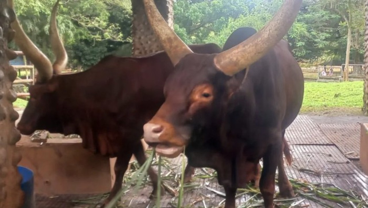 Sapi Watusi Hasil Barter Kapibara Jadi Primadona Baru di Taman Margasatwa Ragunan