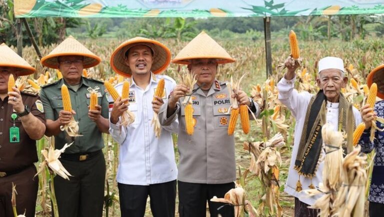 Polda Banten Panen Raya Jagung 4 Hektare, Dukung Swasembada Pangan Nasional Polda Banten Panen Raya Jagung 4 Hektare, Dukung Swasembada Pangan Nasional