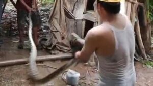 Ular Sanca Sepanjang 5 Meter Gegerkan Lebak, Mangsa 2 Ekor Ayam di Kandang Warga