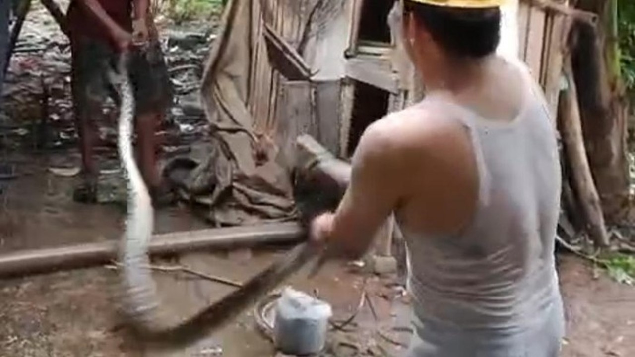 Ular Sanca Sepanjang 5 Meter Gegerkan Lebak, Mangsa 2 Ekor Ayam di Kandang Warga