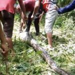 Ular Piton 7 Meter Tebas 4 Kambing Milik Warga Buton, Langsung Dibunuh