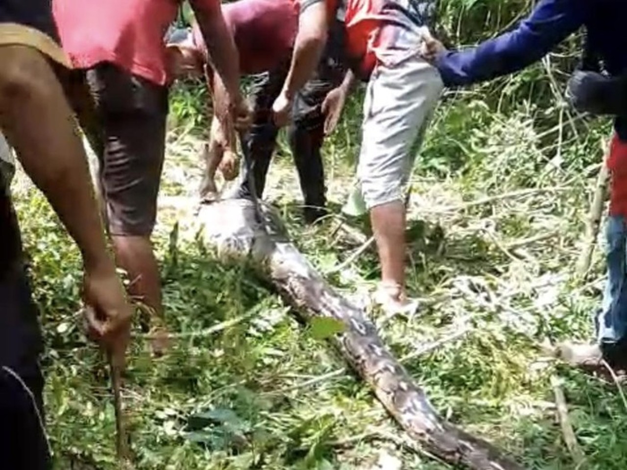 Ular Piton 7 Meter Tebas 4 Kambing Milik Warga Buton, Langsung Dibunuh