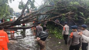 Pohon Tumbang di Tanjung Priok Akibat Cuaca Ekstrem, Brimob Polda Metro Jaya Turun Tangan
