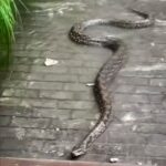 Ular Sanca 3 Meter Muncul di Tengah Banjir Sunter, Nyaris Masuk Ruko Warga