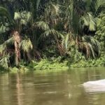 Geger Kemunculan Hewan Putih Mirip Lumba-lumba di Perairan Asahan, Warga Rekam Aksi Langka