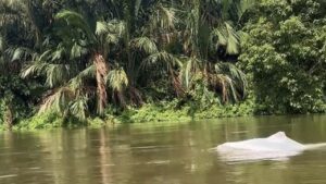 Geger Kemunculan Hewan Putih Mirip Lumba-lumba di Perairan Asahan, Warga Rekam Aksi Langka