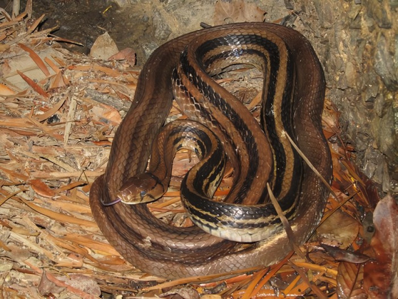 Ular Sapi Jatuh dari Plafon Rumah, Warga Pinang Ranti Panik