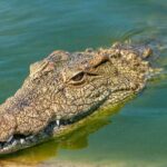 Ibu Heroik Selamatkan Bocah 6 Tahun dari Gigitan Buaya di Sungai Batang Kuantan, Riau