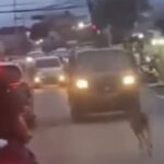 Rusa Liar Menggemparkan Jalan Raya Bogor, Evakuasi Petugas Damkar Gagal