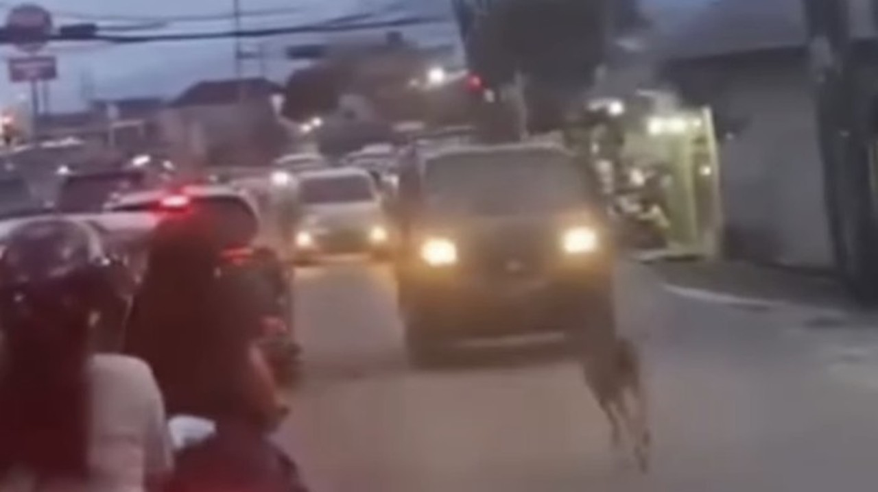 Rusa Liar Menggemparkan Jalan Raya Bogor, Evakuasi Petugas Damkar Gagal