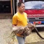 Binturong Langka Ditemukan Mati di Pandeglang, Diduga Luka Tembak Senapan Angin