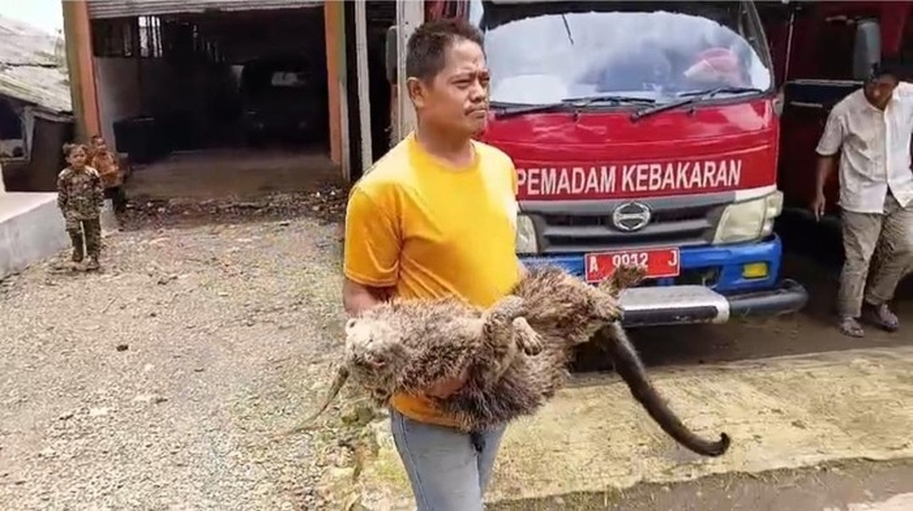 Binturong Langka Ditemukan Mati di Pandeglang, Diduga Luka Tembak Senapan Angin