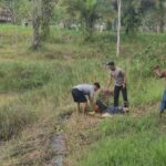 Buaya 3 Meter Terkam Emak-emak di Tarakan, Polisi Beraksi Selamatkan Korban