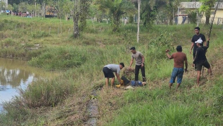 Buaya 3 Meter Terkam Emak-emak di Tarakan, Polisi Beraksi Selamatkan Korban