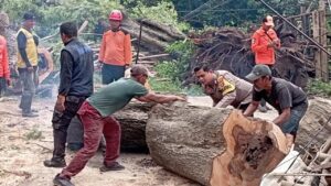 Dua Pohon Asam Tua Tumbang Timpa Ruko dan Rumah di Serang, Satu Warga Terluka