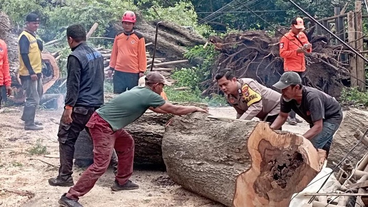 Dua Pohon Asam Tua Tumbang Timpa Ruko dan Rumah di Serang, Satu Warga Terluka Dua Pohon Asam Tua Tumbang Timpa Ruko dan Rumah di Serang, Satu Warga Terluka