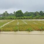 Banjir Pandeglang Rendam 4.794 Hektare Sawah, 65 Hektare Dipastikan Gagal Panen