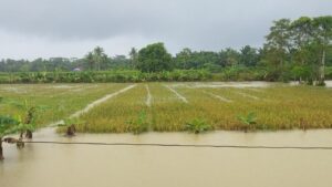 Banjir Pandeglang Rendam 4.794 Hektare Sawah, 65 Hektare Dipastikan Gagal Panen