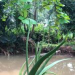 Buaya ‘Lisa’ Muncul di Dekat SMAN 5 Depok, Damkar Koordinasi dengan BKSDA