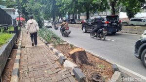 Oknum ASN Jakarta Selatan Dimutasi Usai Tebang Pohon Ilegal di Kebayoran Lama