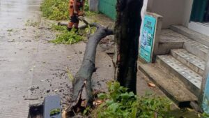 Pohon Kayumanis Tumbang di Bogor Akibat Hujan dan Angin Kencang, BPBD Pastikan Nihil Korban