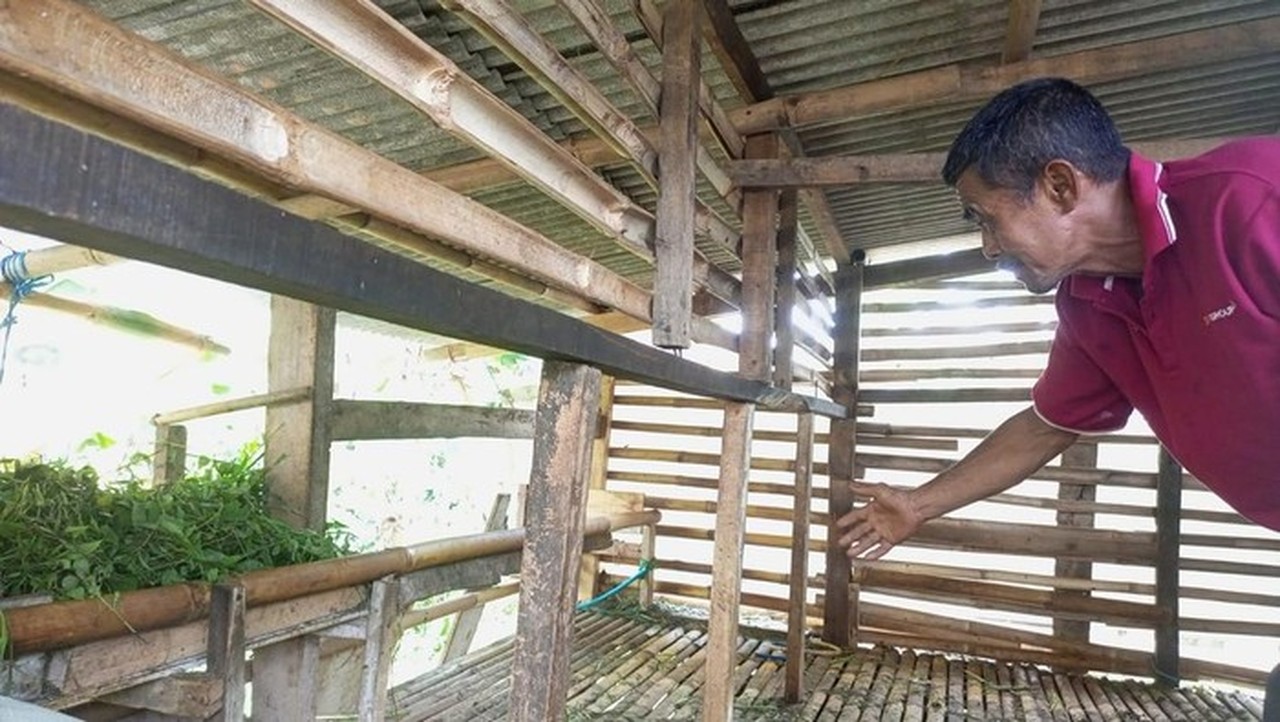 11 Domba Warga Mekarwangi Bogor Dicuri, Jeroan 4 Ekor Ditinggalkan Pelaku