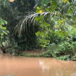Buaya ‘Lisa’ Muncul di Belakang SMAN 5 Depok, Pihak Sekolah Cemas Siswa Terancam