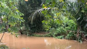 Buaya 1,5 Meter Muncul di Dekat SMA 5 Depok, Sekolah Minta Evakuasi Mendesak