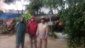 Pohon Beringin 15 Meter Tumbang Timpa Kolam Renang di Ciputat Akibat Hujan Deras