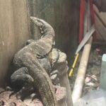 Warga Bogor Panik Lihat Biawak Saat Jemur Pakaian, Damkar Langsung Turun Tangan