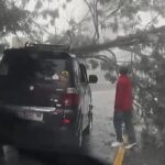Pohon Tumbang Akibat Hujan Deras Tutup Jalan Raya Puncak Bogor, Lalin Terganggu