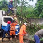 Pohon Petai Cina Tumbang Timpa Mobil Es Krim di Bogor Akibat Hujan Deras