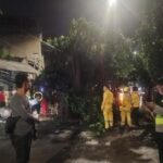 Pohon Tumbang di KS Tubun Palmerah, Polisi Palmerah Respons Cepat Aduan Warga