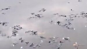 Ratusan Ikan Mati Mendadak di Situ Citongtut Bogor, Pemkab Langsung Turun Tangan