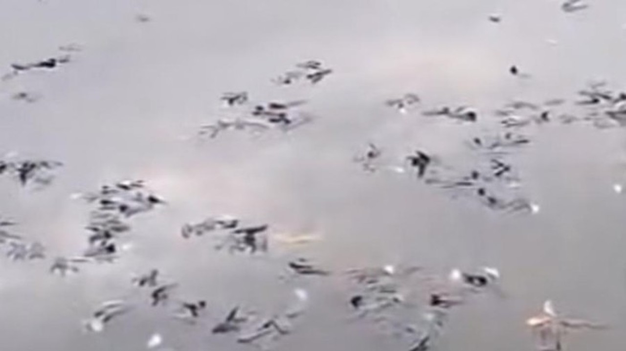 Ratusan Ikan Mati Mendadak di Situ Citongtut Bogor, Pemkab Langsung Turun Tangan