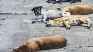 Mobil Tanpa Pengemudi Berisi 7 Bangkai Anjing Ditemukan di Minahasa, Diduga Hasil Curian