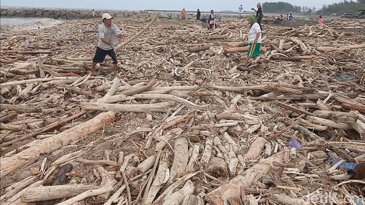 Banjir Bandang Guci, Gelondongan Kayu dan Bangkai Ikan Penuhi Pantai Larangan Tegal