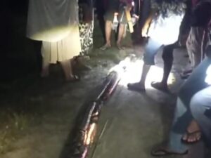 Wanita di Maros Nyaris Tewas Diserang Ular Piton 8 Meter Saat Hendak Sholat Subuh