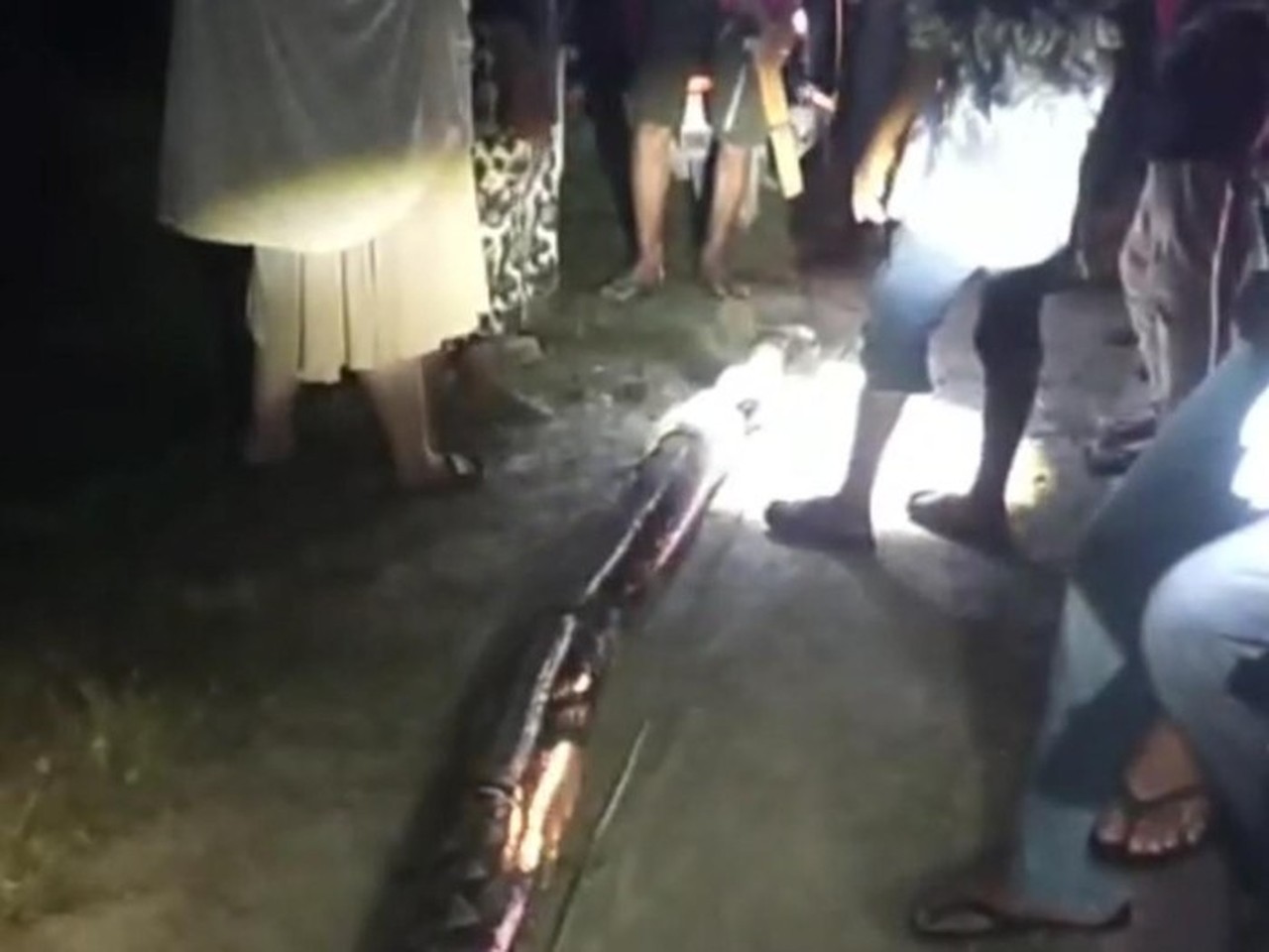 Wanita di Maros Nyaris Tewas Diserang Ular Piton 8 Meter Saat Hendak Sholat Subuh