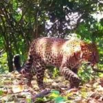 Lima Terduga Pemburu Liar Macan Tutul Pincang Sanggabuana Ditangkap Polda Jabar