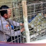 Dipasung 20 Tahun di Ponorogo, Pria ODGJ Dievakuasi Polisi Setelah Videonya Viral