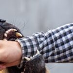 Bocah 8 Tahun di Cianjur Diserang Sekawanan Anjing Liar, Luka Serius