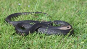 Remaja Sukoharjo Digigit Ular Kobra Saat Membuka Paket Belanja Online