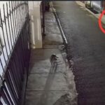 Rumah DJ Donny Dilempari Bangkai Ayam dan Molotov, Polda Metro Jaya Lakukan Penyelidikan