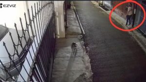 Rumah DJ Donny Dilempari Bangkai Ayam dan Molotov, Polda Metro Jaya Lakukan Penyelidikan