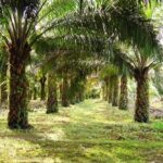 Gubernur Jabar Terbitkan Surat Edaran Larang Penanaman Kelapa Sawit di Wilayahnya