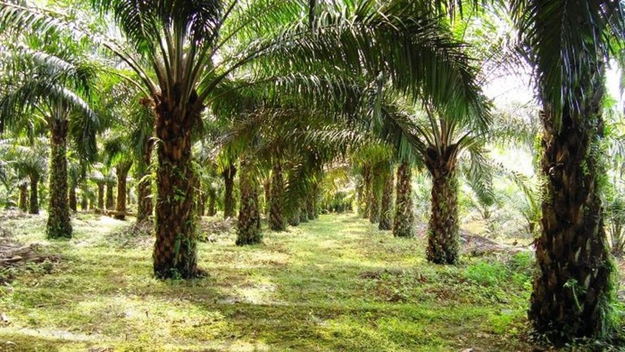 Gubernur Jabar Terbitkan Surat Edaran Larang Penanaman Kelapa Sawit di Wilayahnya