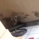 Macan Tutul Kumbang Turun ke Permukiman Bandung, Dua Warga Terluka